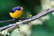 Euphonia violacea